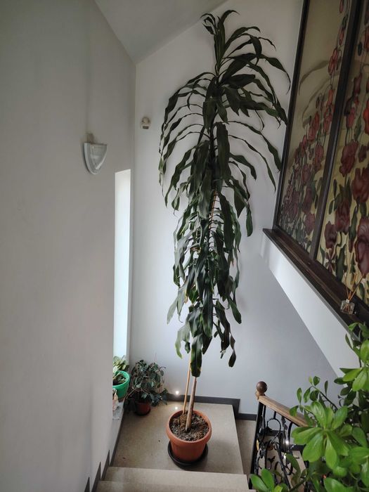 Yucca înalt de 4 metri