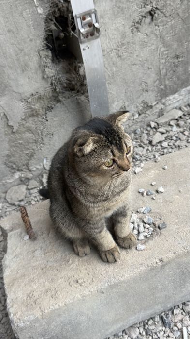 Кошечка  пристраивается