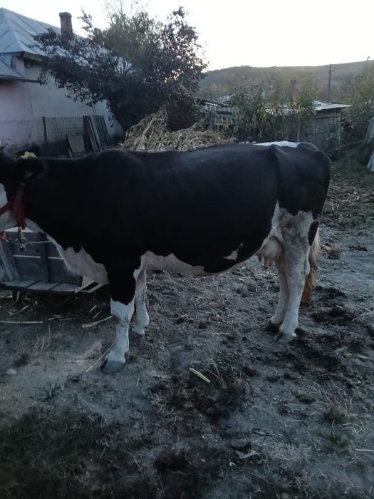 Vacă de vânzare.