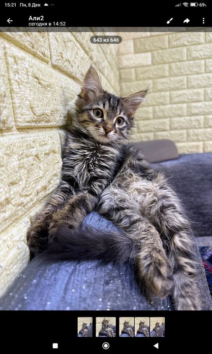 Отдам даром котенка