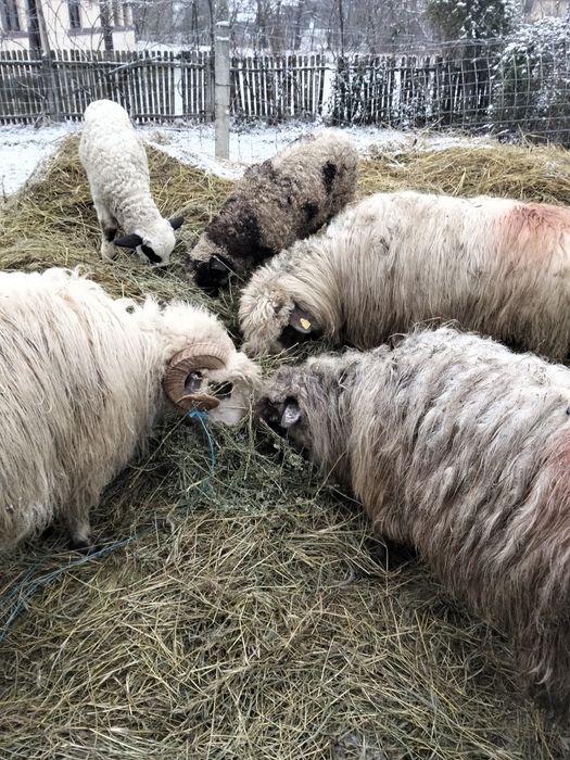 Vînd douo oii cu miei lîngă iele