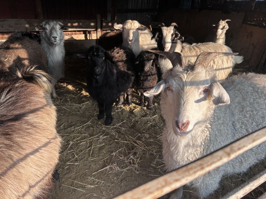 Буаз ешкылер сатылады 10 бастаи