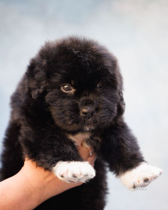 Продаю щенка Ньюфаундленда. Кобель 2 месяца