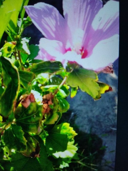 Продам огородный участок