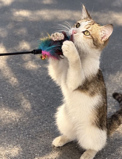 Кошка (котенок) ищет дом
