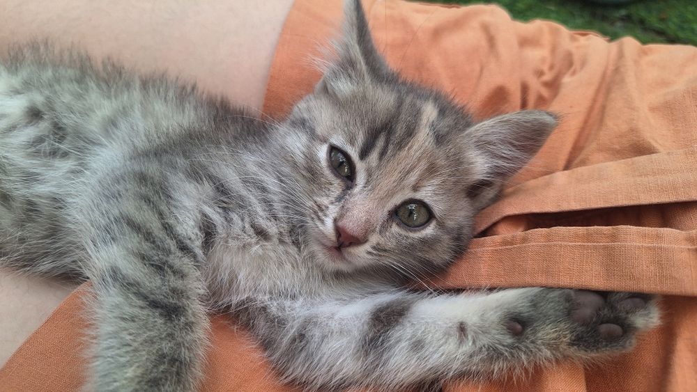 Котёнок/ котята отдам
