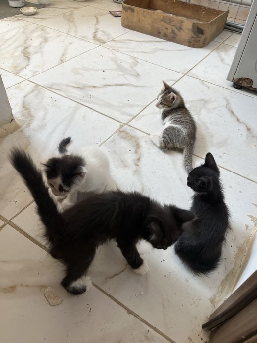 Котята бесплатно