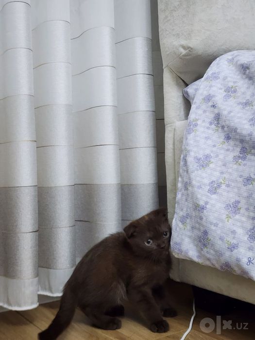 Котёнок вислоухий скоттиш фоолд