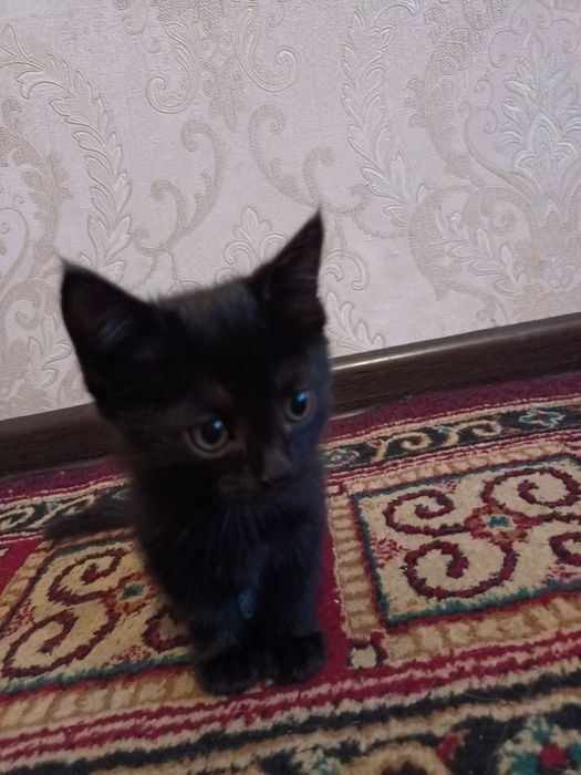 2 pishik bepula bariladi