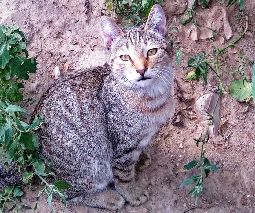 Крысолов котик ищет дом