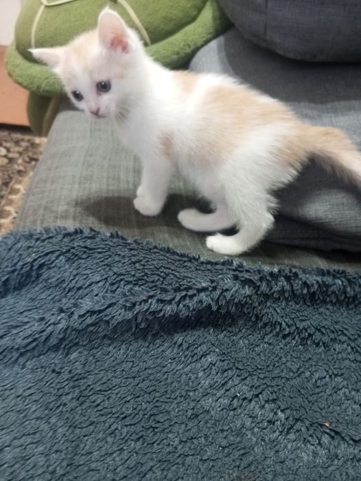 Отдам котенка в хорошие руки,