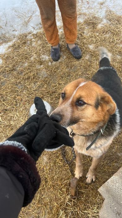 Срочно отдам в добрые руки