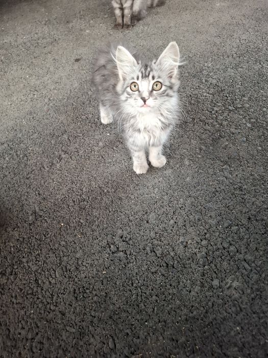 Котята бесплатно