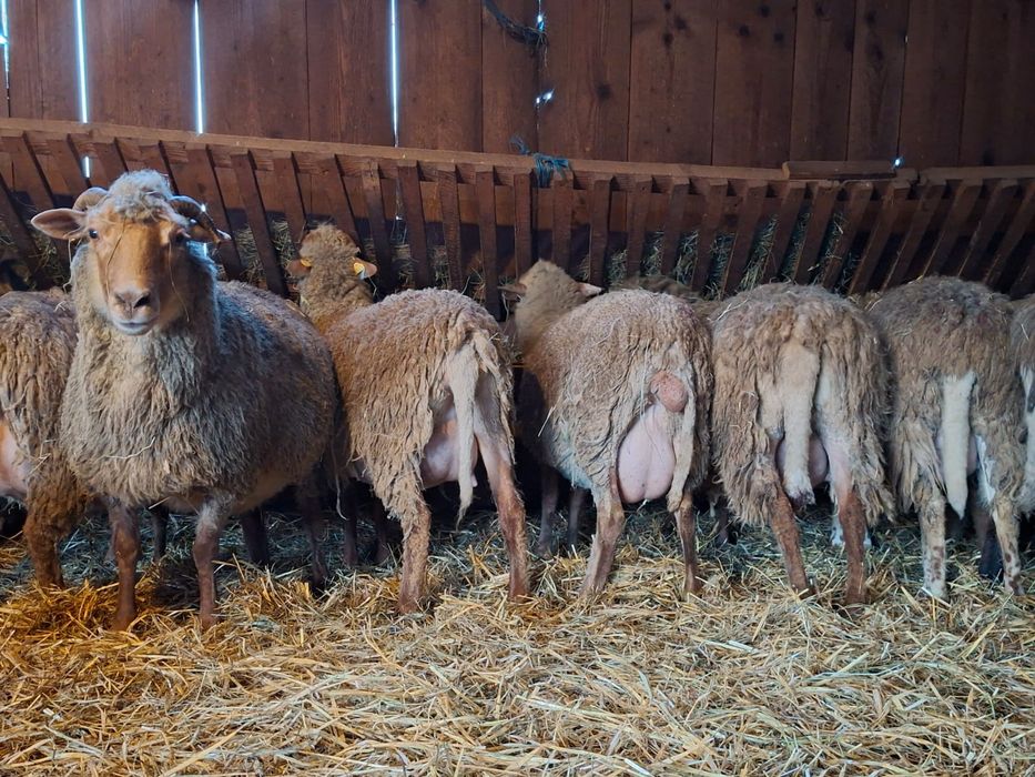 Oi tigaie varietate ruginie