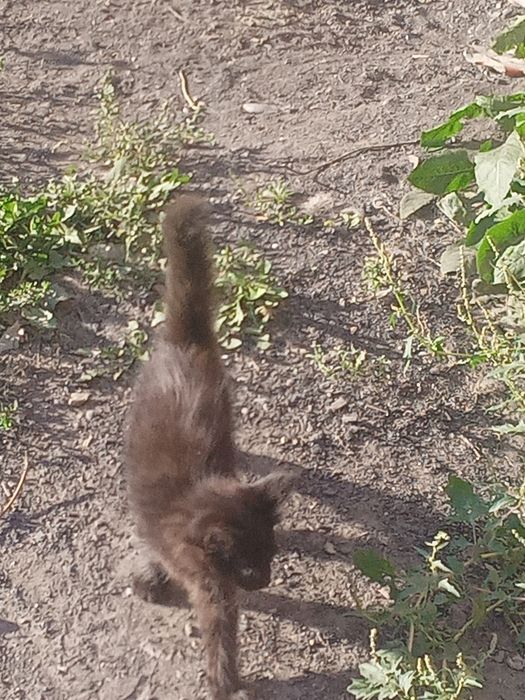 Отдам котят в хорошие руки