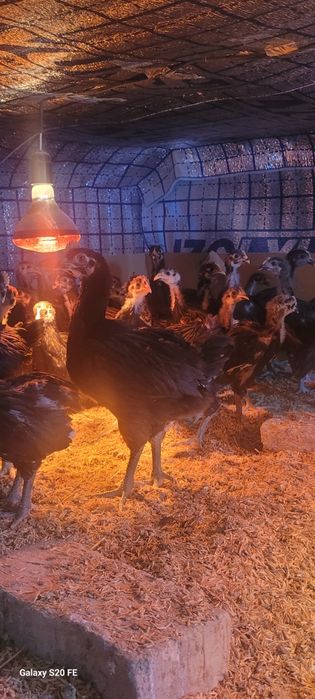 Qora wagzoda tuhum va jojalariga zakaz olamiz Towkentda