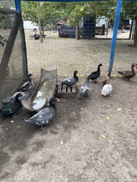 Rațe Mute.