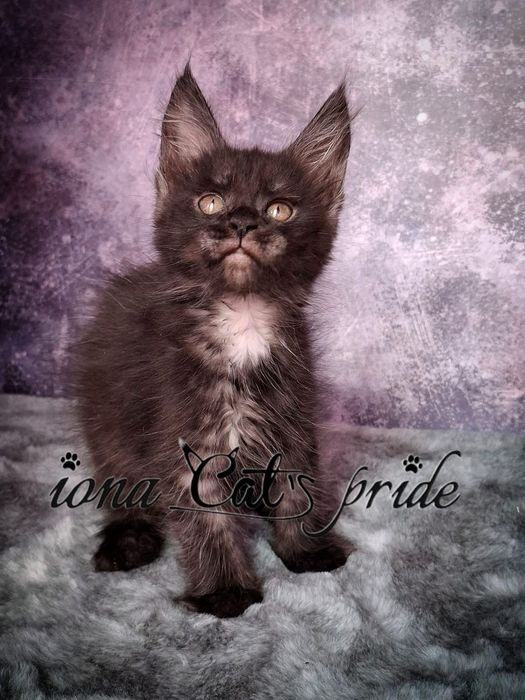 Котята мейнкун продаются