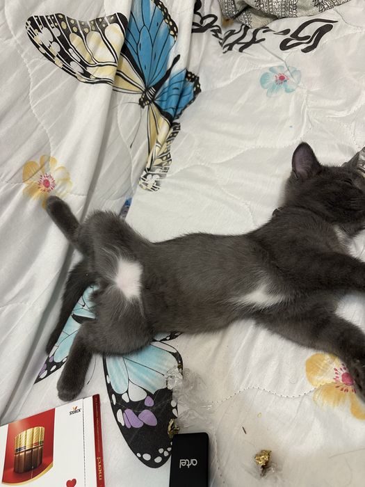 Отдам котенка в хорошие руки