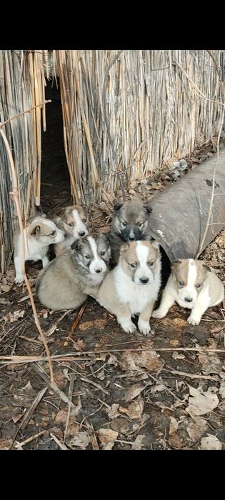 Щенки бесплатно.