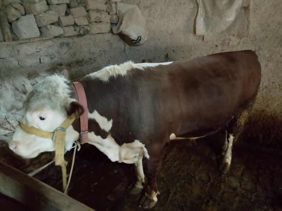 Simmental buqa sotiladi