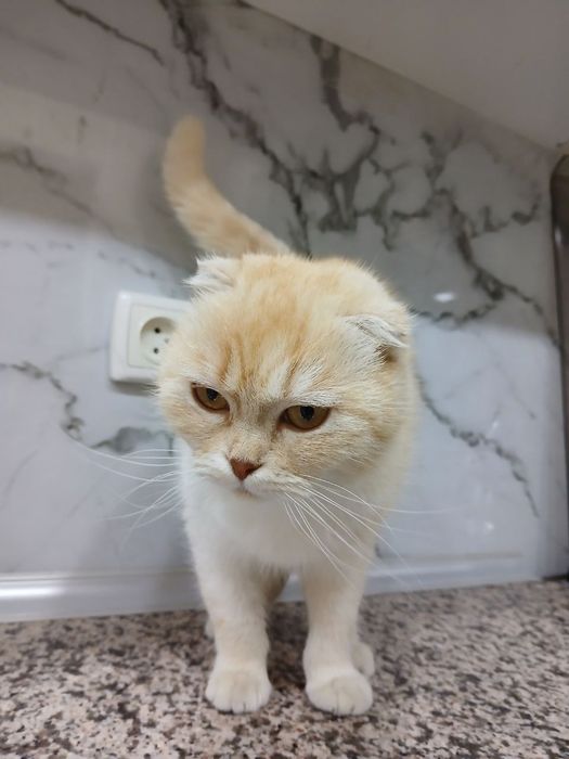 Scottish Flod mushugi