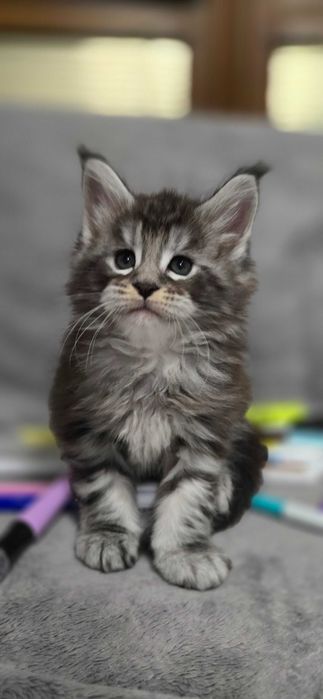 Котенца мейн кун
