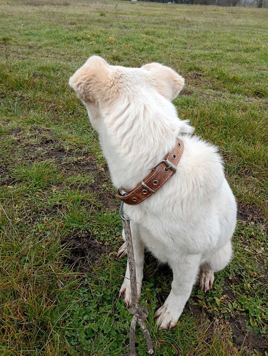 Подарявам малко бяло кученце