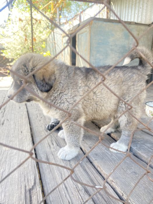 Алабай щенок девочка в добрые руки