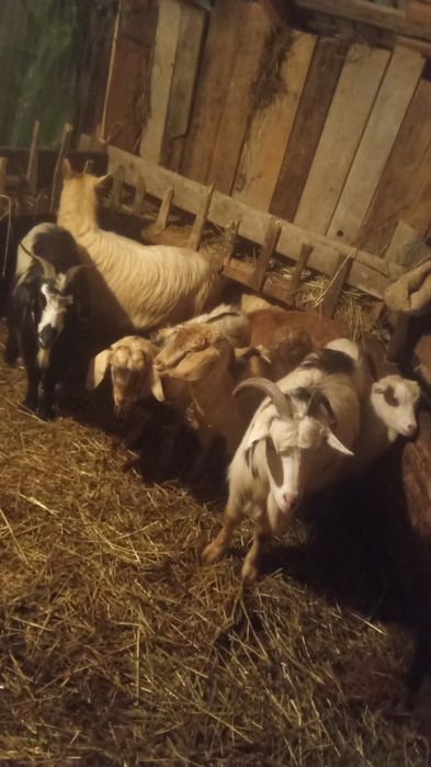 Vând 7 capre tinere