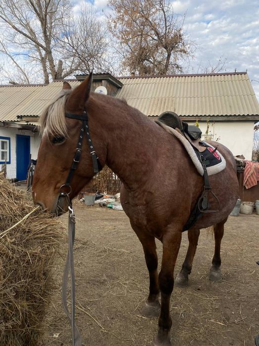 Продам жерёбую кобылу