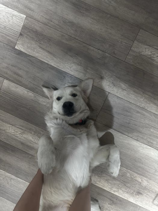 Молодой песик ретривер ищет хозяина