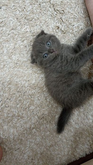 Шотландские котята продам