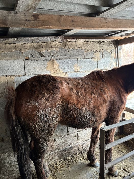 Бие       сатылады