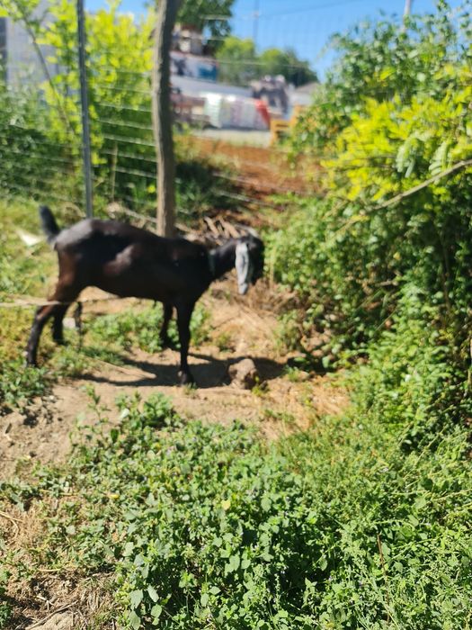 Vând țap, capră și iede anglonubiane