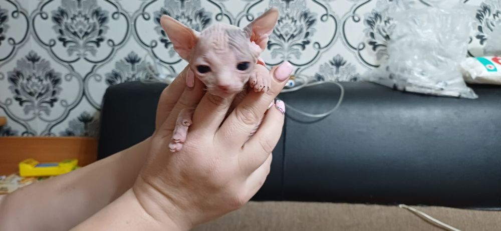 Продам котят породы сфинкс