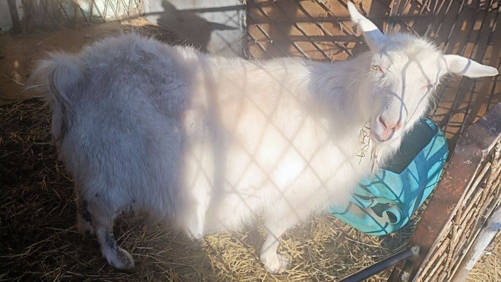 Эчки сотилади, жудаям юввош,
иштахаси аьло,