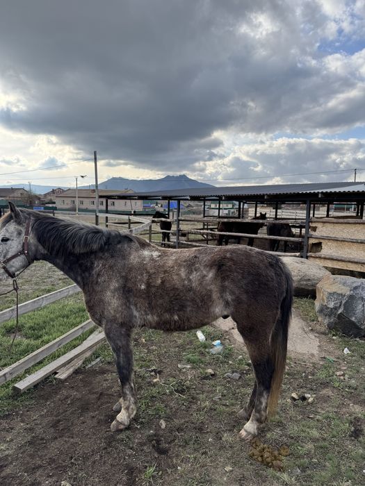 Лошадь , англо араб