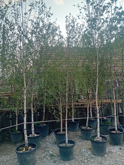 Vând copaci ornamentali foioase pentru umbrire