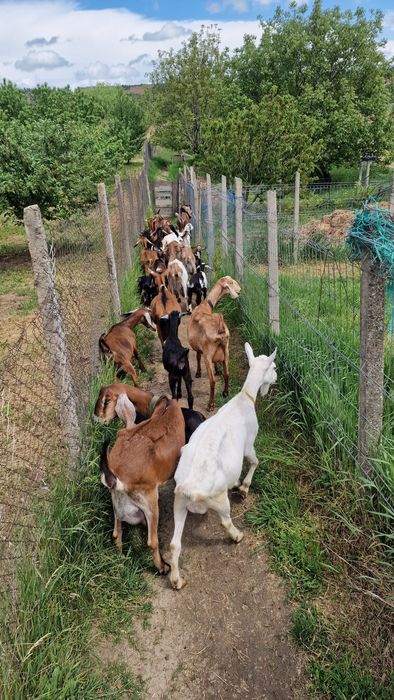 Vand capre de rasa anglonubian și alpin francez