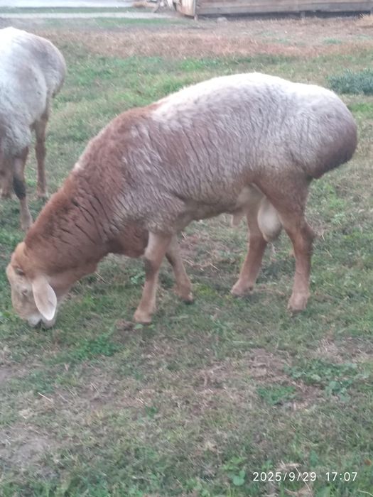 Кочкар , хороший производитель