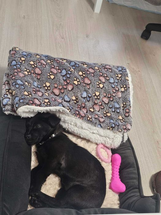 Айра си търси любящ дом