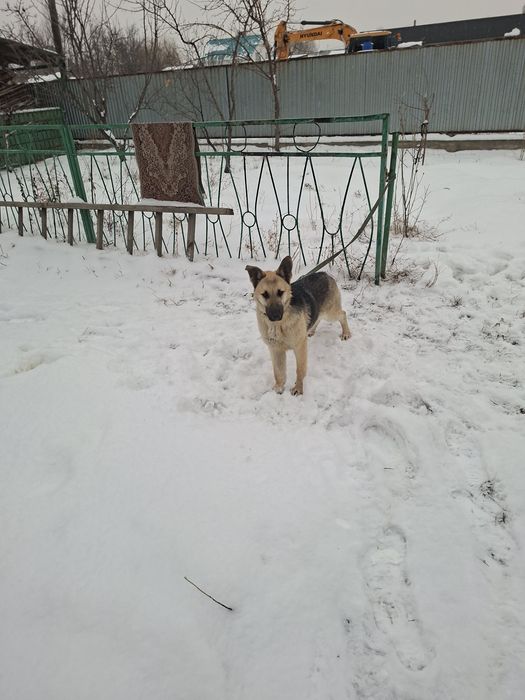 Восточно европейская овчарка