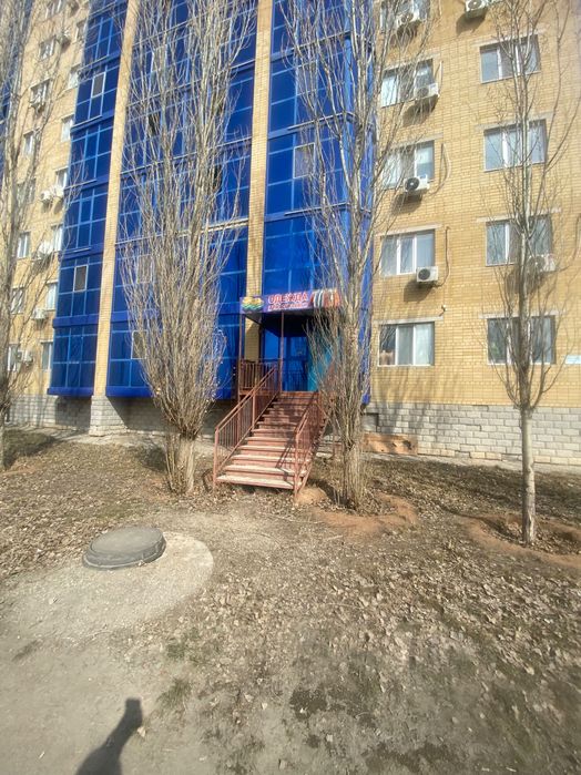 Кошка шотландский