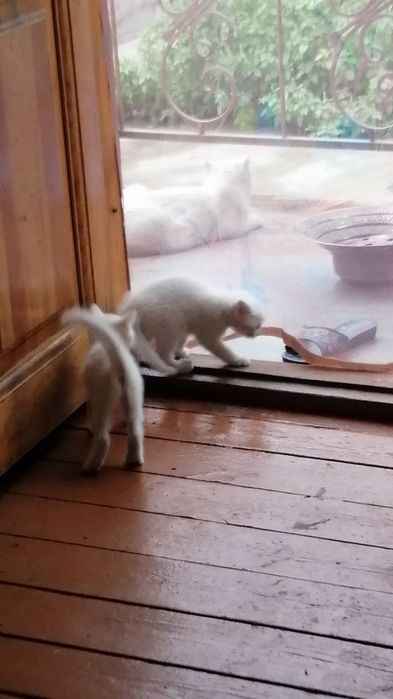 Oppoq mushukchalar sotuvda