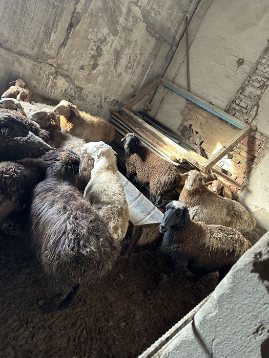 Шаруа қойлар сатамын