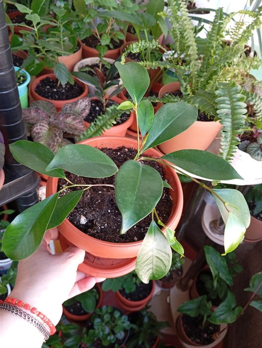 Продам комнатные растения