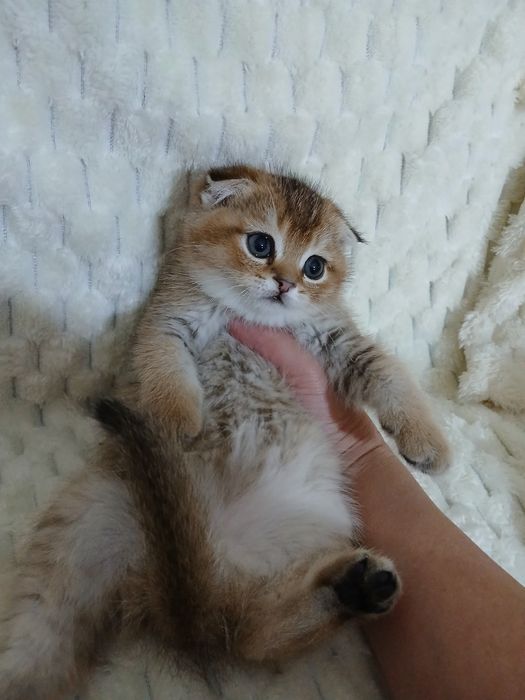 Продаю котят шиншил фолд