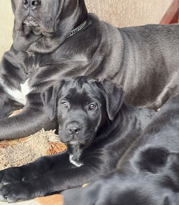 Cane corso pui femela