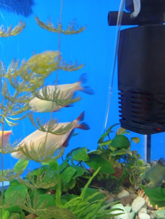 Продам аквариум 60 литров